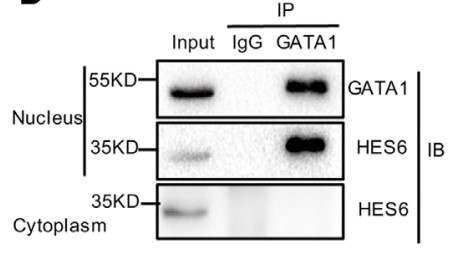Co-IP results confirmed that the HES6 and GATA1 interaction.jpg